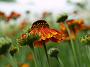 Helenium Luc_3